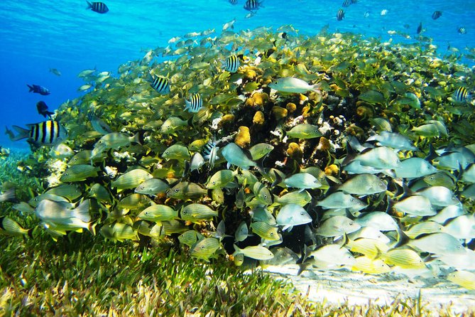 Cozumel Snorkeling Tour at Palancar & Colombia Reefs and El Cielo - Wildlife expectations, plus how to actually spot more
