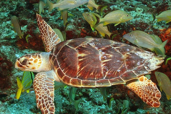 Cozumel Snorkeling Tour at Palancar & Colombia Reefs and El Cielo - Price and value: what your $59.49 really buys, plus the marine fee
