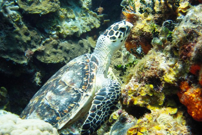 Cozumel Snorkeling Tour at Palancar & Colombia Reefs and El Cielo - Who this snorkeling tour fits best