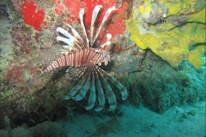 Cozumel Snorkeling Tour: Palancar, Columbia and El Cielo Reefs - Columbia Reef and the Coral-Structure Stops That Follow