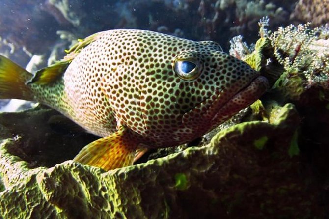 Cozumel Snorkeling Tour: Palancar, Columbia and El Cielo Reefs - Playa el Cielo and El Cielito Beach: The Starfish Moment