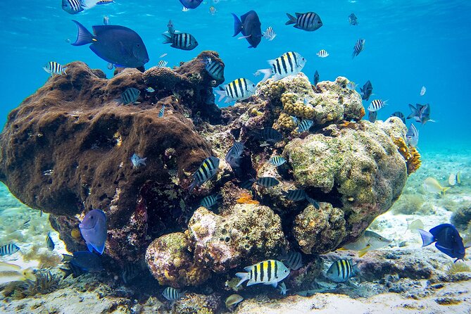Cozumel Starfish and Tropical Reef Snorkeling by Powerboat with Lunch - Weight, age, and water safety rules that affect your comfort