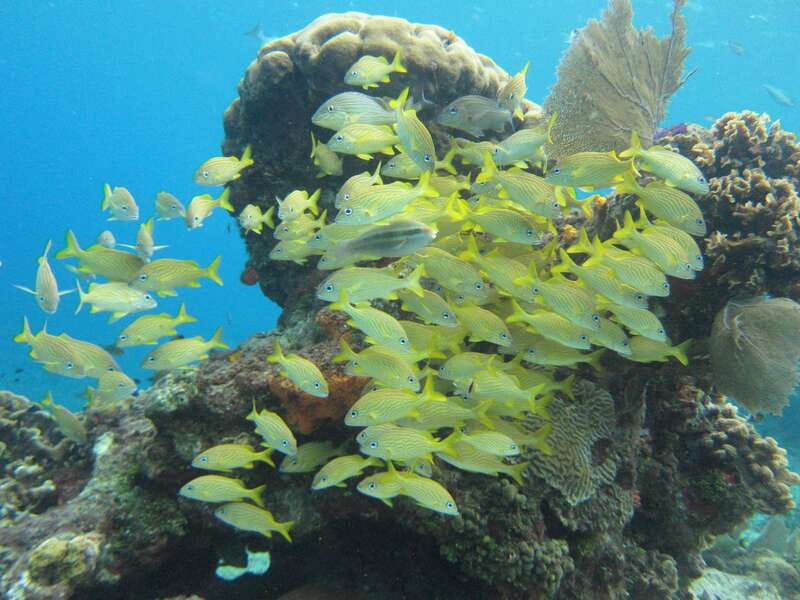Cozumel: VIP Glass Bottom Boat & Snorkeling 3 Reefs Tour - Reef 1: Villa Blanca Reef and that first big splash of marine life