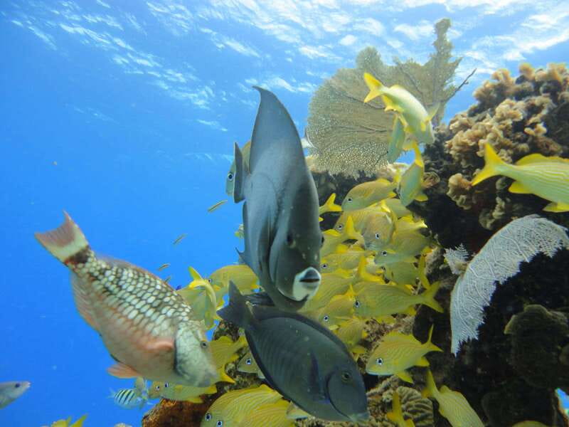 Cozumel: VIP Glass Bottom Boat & Snorkeling 3 Reefs Tour - Drinks, timing, and why the snack-bar feeling matters on water days