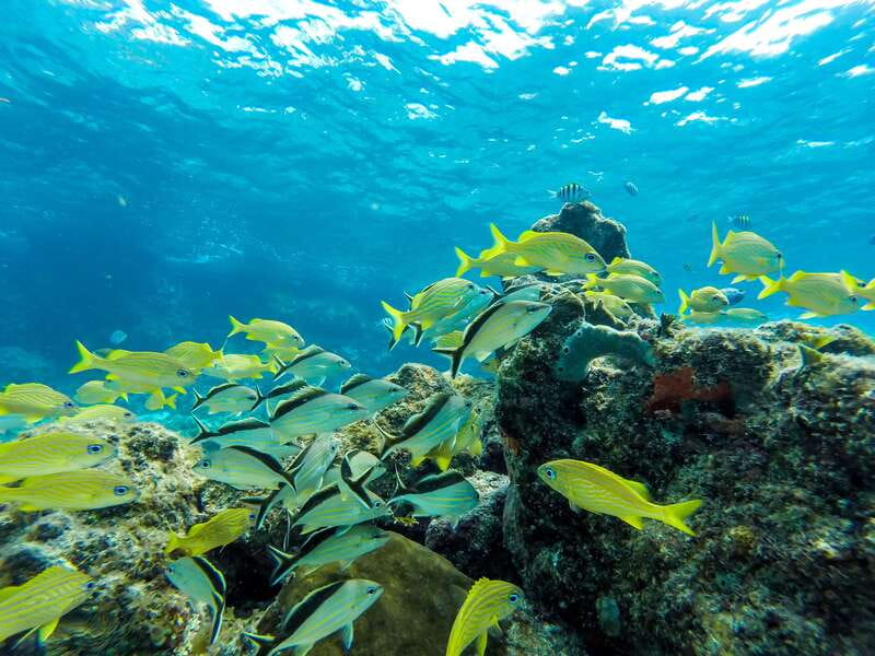 Cozumel: West Coast E-Bike and Snorkeling Tour - Sky Reef Beach and Tormento Reef: Snorkeling Plan That Fits a Half-Day