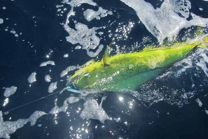 Deep Sea Fishing for 5 Hours from Cabo San Lucas - Who runs the day: captain and first mate teamwork