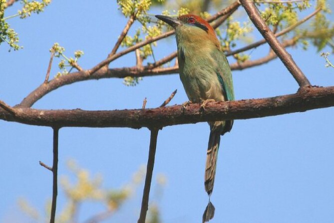 Desembocada and Ameca River Bird Paradise (Wetland and Tropical birds in PV) - Key things you should know before you go