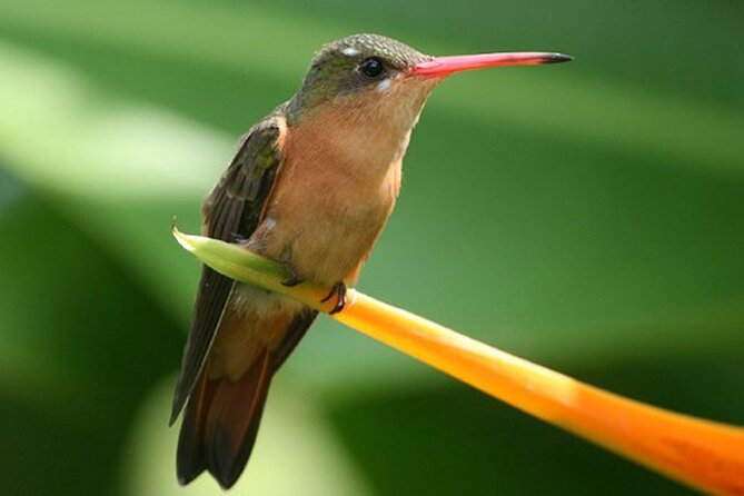 Desembocada and Ameca River Bird Paradise (Wetland and Tropical birds in PV) - How the guides help you identify birds fast, not guess