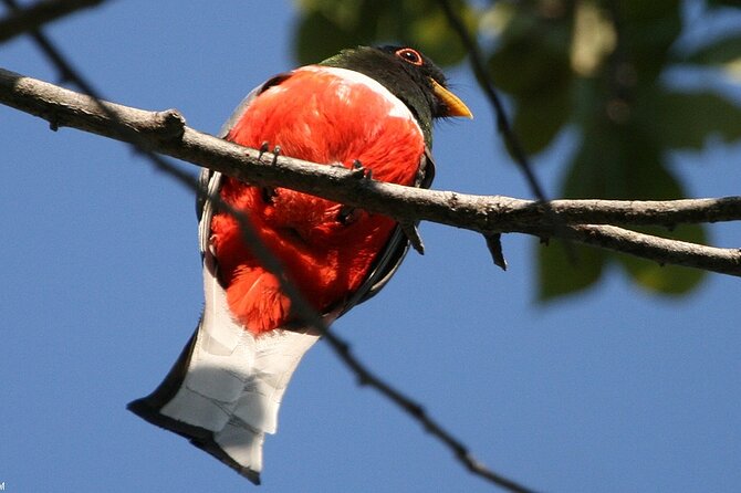 Desembocada and Ameca River Bird Paradise (Wetland and Tropical birds in PV) - What to bring (so you don’t waste the good birding hours)