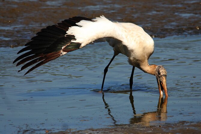 Desembocada and Ameca River Bird Paradise (Wetland and Tropical birds in PV) - Included perks and day fuel: what’s covered, what’s not