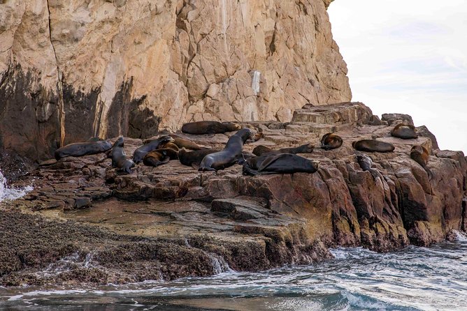 Dinner Cruise Tour in Cabo San Lucas with Tequila Tasting - Is this good value for you? A balanced look at the trade-offs