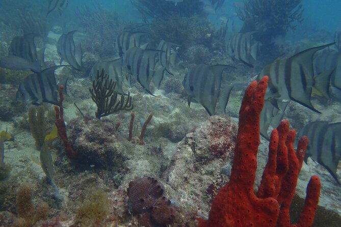 Discover Scuba - Puerto Morelos, shallow reef training, and a no-cert try-out
