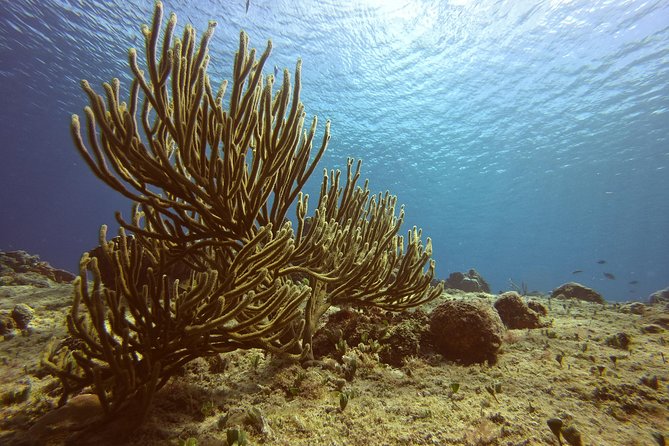 Discover Scuba Diving - Your first scuba try in Cozumel, without the guesswork