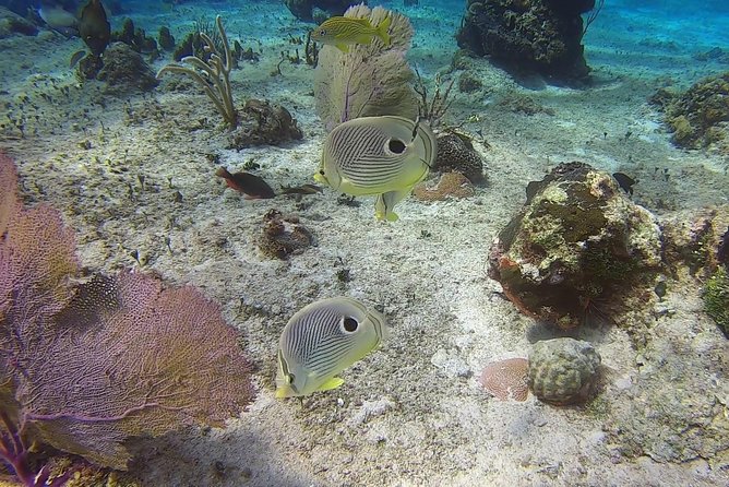 Discover Scuba Diving - What you might see: reef fish and more interesting surprises