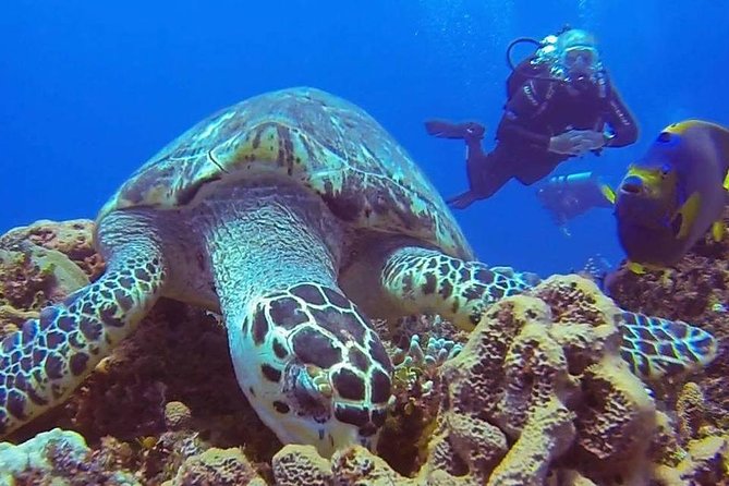 Discover Scuba Diving - What you get after: snorkeling time with the same calm equipment setup