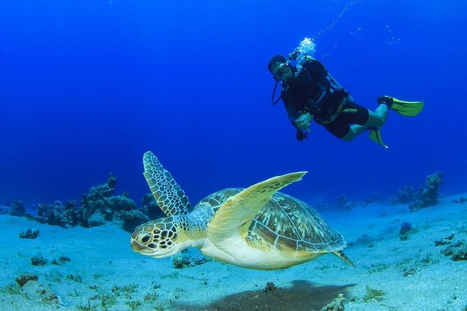 Discover Scuba Diving & Beach Club with Transportation In Riviera Maya - The Small-Group Setup and the Guides Behind It