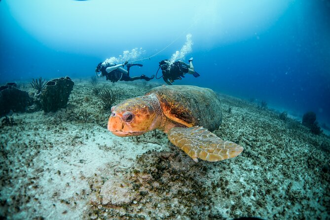 Discover Scuba Diving & Beach Club with Transportation In Riviera Maya - What Happens During Your Session (Theory, Shallow Practice, Reef Time)