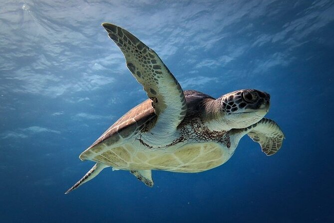 Discover Scuba Diving in Cozumel Paradise Reef - Gear, Comfort, and Why Proper Weight Setup Helps
