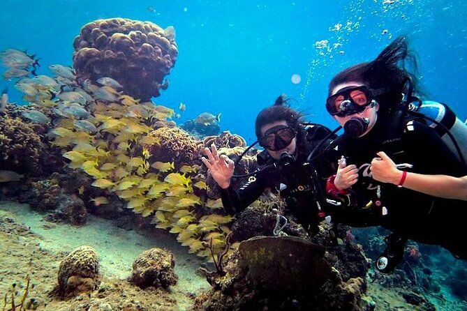 Discover Scuba Diving in Cozumel Paradise Reef - What You’re Likely to See Around Cozumel’s Reef Structure