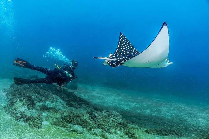 Discover Scuba experience at Las Caletas, Puerto Vallarta - Key points to know before you go