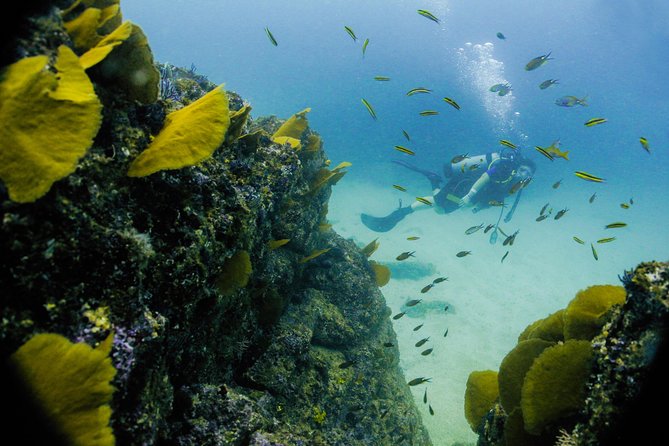 Discover Scuba experience at Las Caletas, Puerto Vallarta - Marine life you might spot, and why it depends on conditions