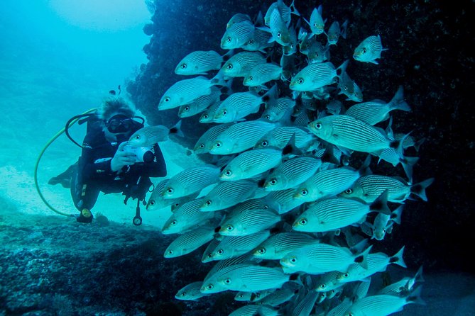 Discover Scuba experience at Las Caletas, Puerto Vallarta - Timing and flow: the 8:00 am start and how the day stays manageable