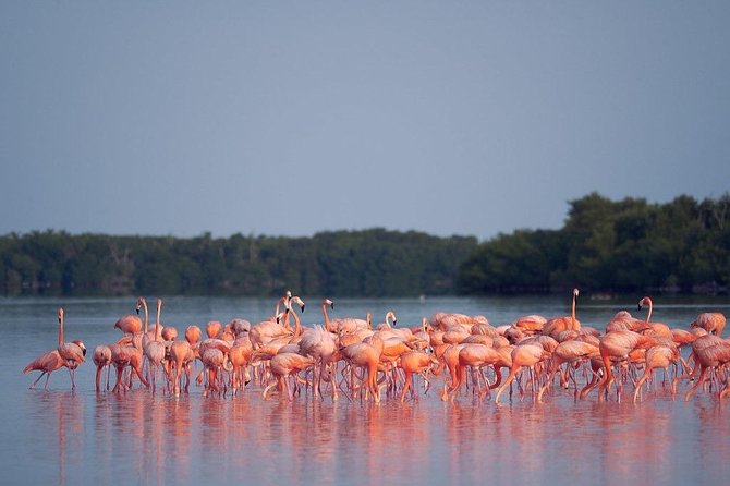 Discover the FABULOUS PINK WATERS at the Caribean (Las Coloradas+Río Lagartos) - Cancun logistics: early pickup and planning for a long day