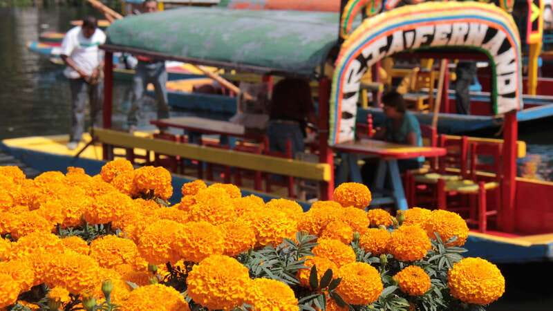 Discover Xochimilco and Coyoacán: Tradition, Music, Culture - Who should book, and who might prefer something else