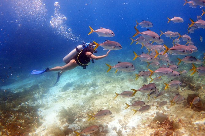 Diving in Cancun for Certified Divers | 2 Dives | All Inclusive - Key Highlights You Should Know Before You Go