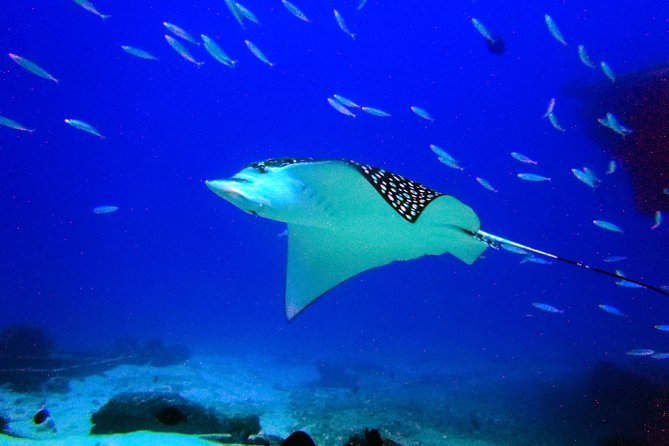 Diving in Cancun for Certified Divers | 2 Dives | All Inclusive - The Half-Day Plan: Two Underwater Stops, One Smooth Schedule