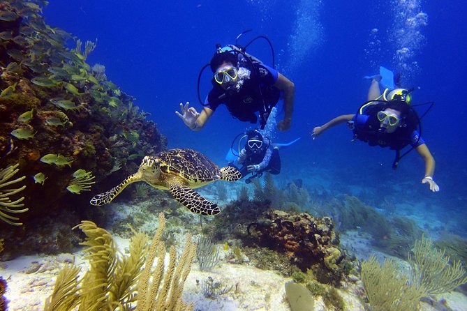 Diving in Cancun for Certified Divers | 2 Dives | All Inclusive - Reef Time in Cancun: The Marine Life Odds You’re Buying