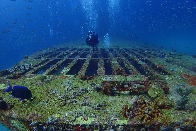 Diving in Cancun for Certified Divers | 2 Dives | All Inclusive - Price and Value: Is $161.24 a Smart Deal?