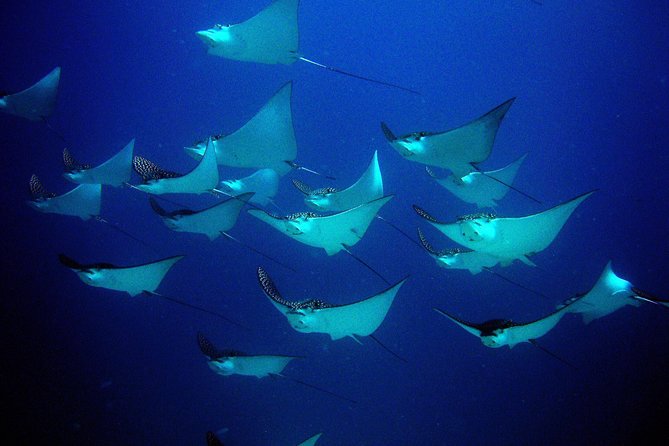 Diving in Cancun for Certified Divers | 2 Dives | All Inclusive - Boat Conditions, Timing, and Seasickness Tips That Save Your Day