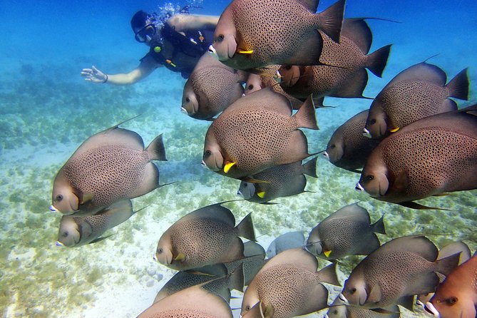 Diving in Cancun for Certified Divers | 2 Dives | All Inclusive - Logistics That Matter: Meeting Point, Group Size, and Pace
