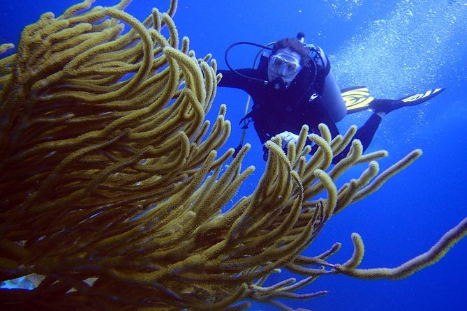Diving in the Mexican Caribbean for Beginners | 2 Tanks 2 Dives | All Inclusive - Pool Practice That Preps You for Real Breathing and Buoyancy