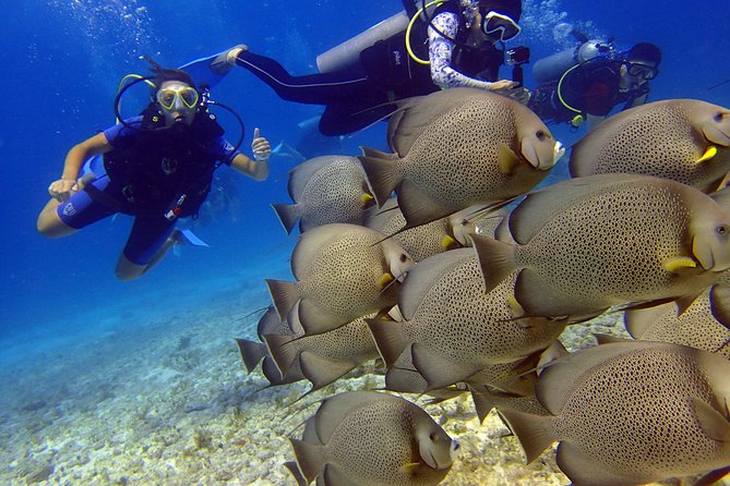 Diving in the Mexican Caribbean for Beginners | 2 Tanks 2 Dives | All Inclusive - Boat Timing, Buoy Descent, and Motion-Sickness Reality Checks