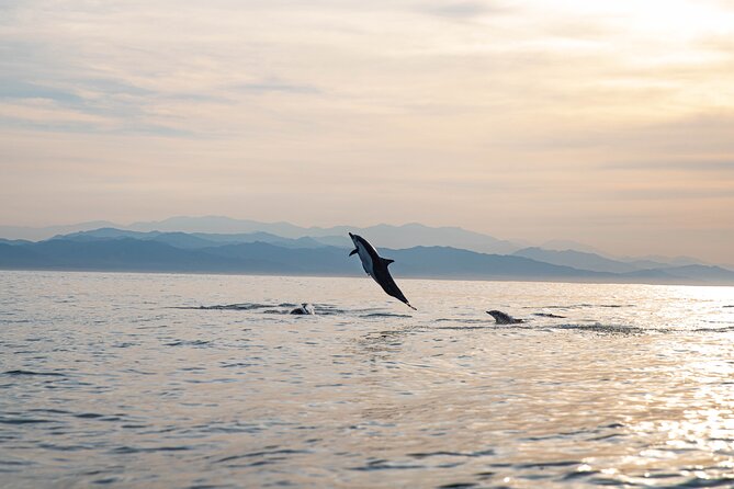 Dolphin Watching Tour - Why Puerto Escondido’s dolphin tour works best at 7:00 am