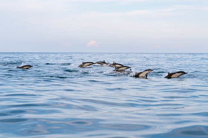 Dolphin Watching Tour - Dolphin season magic, and the other sea creatures you might see