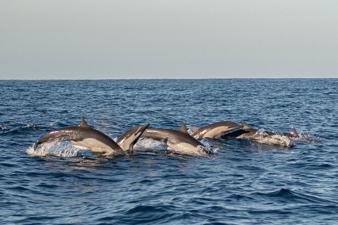 Dolphin Watching Tour - The swim-with-dolphins moment: what to expect in the water