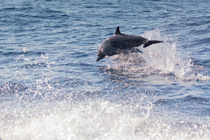 Dolphin Watching Tour - Captain and guide quality: why names like Juan Carlos and Adriel come up