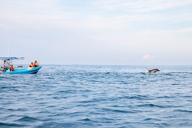 Dolphin Watching Tour - Price and transport value: what you are paying for