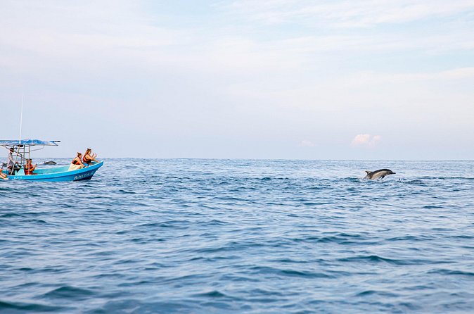 Dolphin Watching Tour - What to pack for a sunny 3 hour boat ride