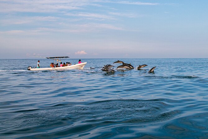 Dolphin Watching Tour - Eco Adventures Puerto Escondido: what Stop 1 actually means for you