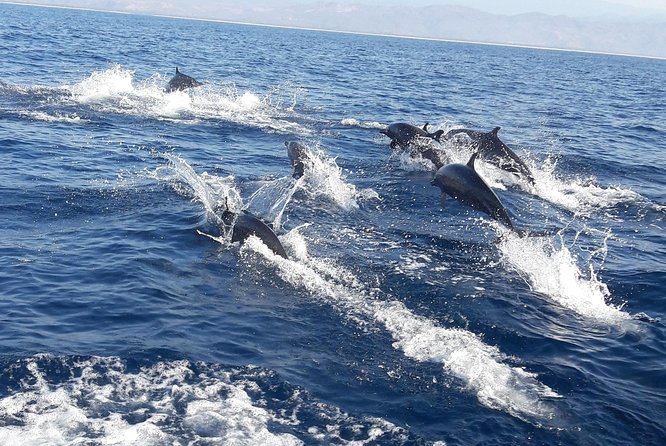 Dolphin & Whale Watching - Key Highlights You’ll Care About