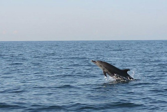 Dolphin & Whale Watching - Morning Magic on a 27-Foot Panga Boat