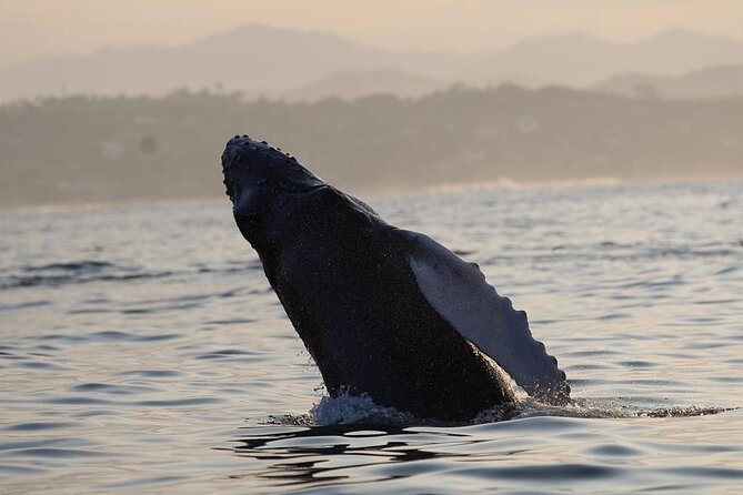 Dolphin & Whale Watching - What Happens Once You’re Offshore: Wildlife Spotting Reality