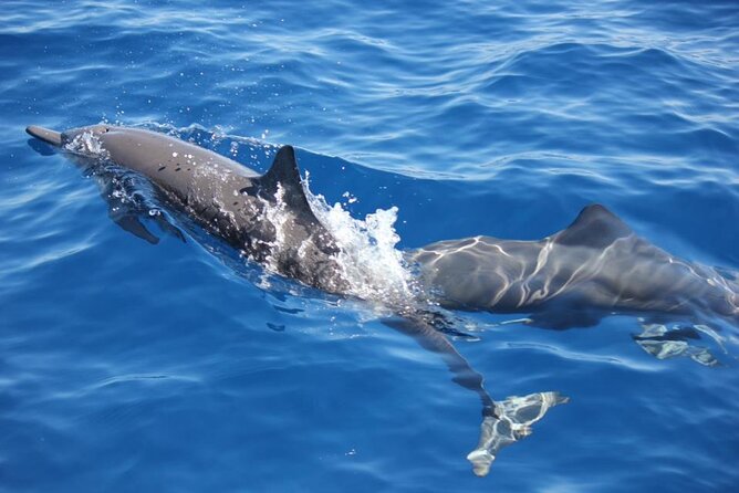 Dolphin & Whale Watching in Puerto Escondido - Key Points