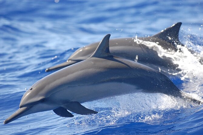 Dolphin & Whale Watching in Puerto Escondido - Why Puerto Escondido’s Dolphin and Whale Watching Feels Worth It