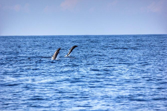 Dolphin & Whale Watching in Puerto Escondido - Whale Watching in the Open Ocean: Surfaces, Patience, and Boat Etiquette