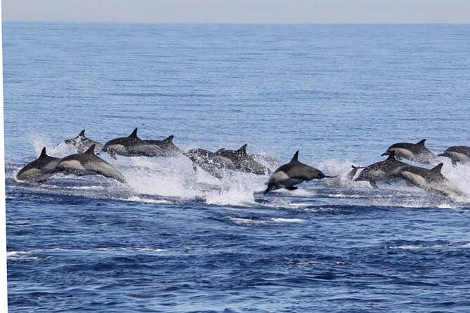 Dolphin & Whale Watching in Puerto Escondido - The Swim and Snorkel Part: Masks, Jellyfish, and When Plans Change